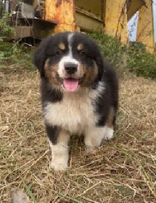 Les chiots de Berger Australien