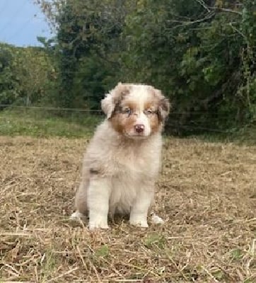 Les chiots de Berger Australien