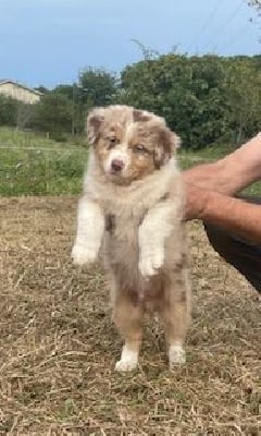 Les chiots de Berger Australien