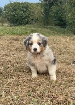 Les chiots de Berger Australien