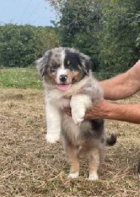 Les chiots de Berger Australien