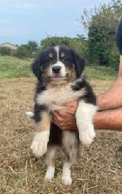 Les chiots de Berger Australien