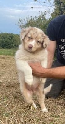 Les chiots de Berger Australien