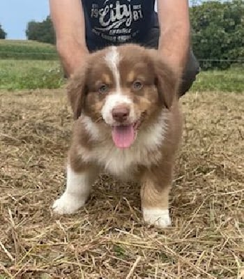 Les chiots de Berger Australien