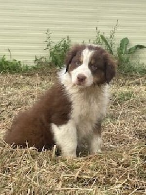 Les chiots de Berger Australien