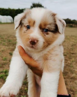 MALE ROUGE MERLE - Berger Australien