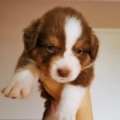 Les chiots de Berger Australien