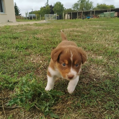 Les chiots de Berger Australien