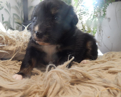 Les chiots de Berger Australien