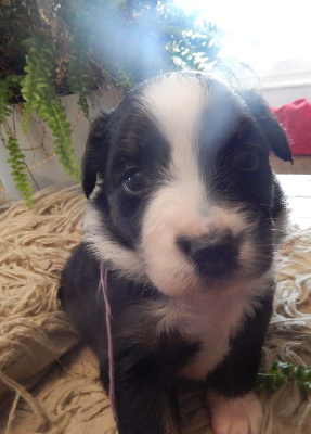 Les chiots de Berger Australien