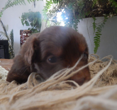 Les chiots de Berger Australien