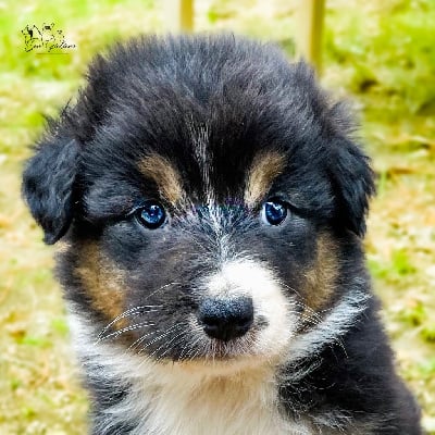 Les chiots de Berger Australien