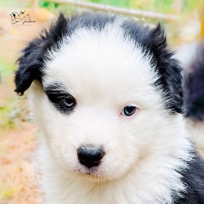 Les chiots de Berger Australien