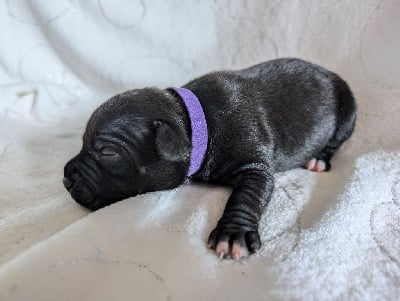 Les chiots de Staffordshire Bull Terrier