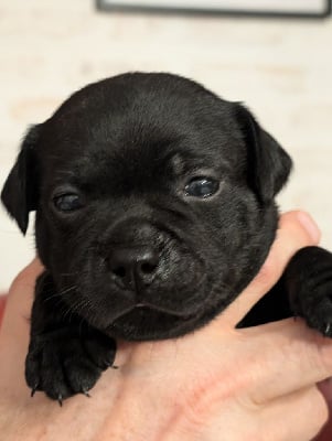 Les chiots de Staffordshire Bull Terrier