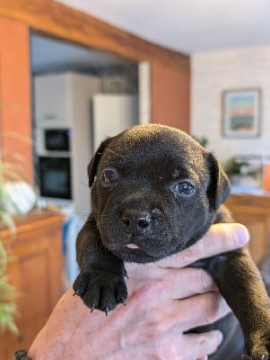 Les chiots de Staffordshire Bull Terrier