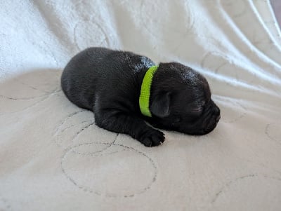 Les chiots de Staffordshire Bull Terrier