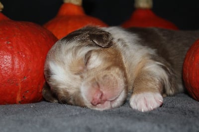 Les chiots de Berger Australien