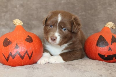 Les chiots de Berger Australien