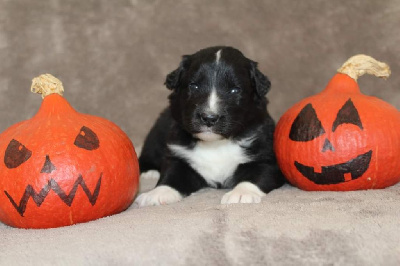 Les chiots de Berger Australien