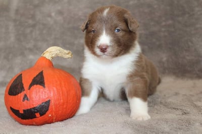 Les chiots de Berger Australien