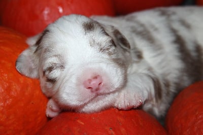 Les chiots de Berger Australien