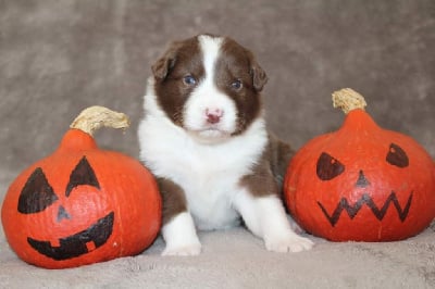 Les chiots de Berger Australien