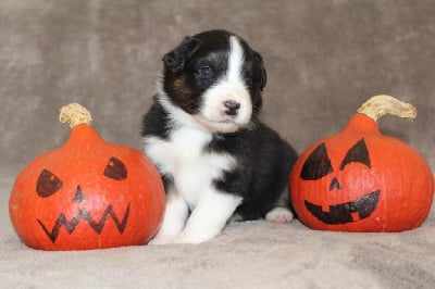 Les chiots de Berger Australien