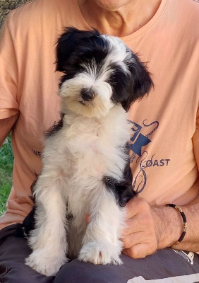 Les chiots de Terrier Tibetain