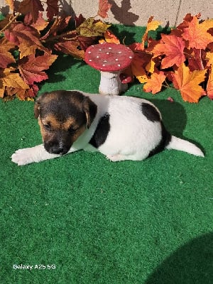 Les chiots de Jack Russell Terrier