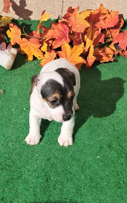 Les chiots de Jack Russell Terrier