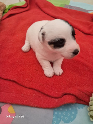 Les chiots de Jack Russell Terrier