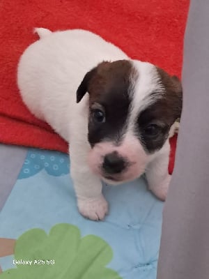 Les chiots de Jack Russell Terrier