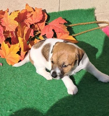 Les chiots de Jack Russell Terrier