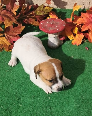 Les chiots de Jack Russell Terrier