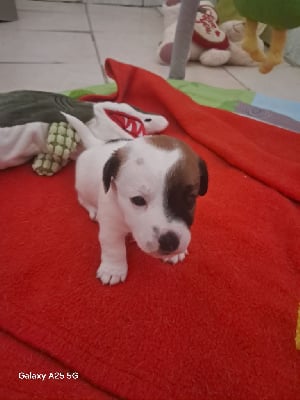 Les chiots de Jack Russell Terrier