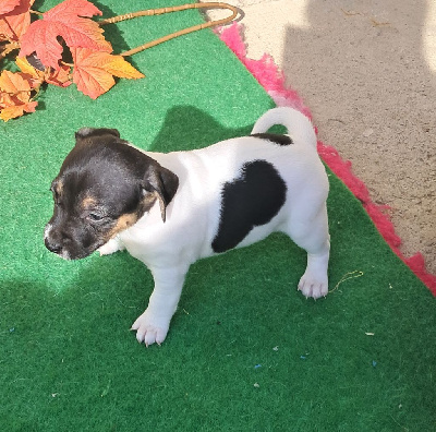 Les chiots de Jack Russell Terrier