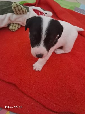 Les chiots de Jack Russell Terrier