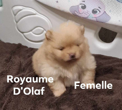 Les chiots de Spitz allemand