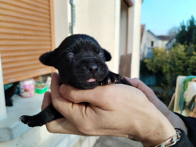 Les chiots de Staffordshire Bull Terrier