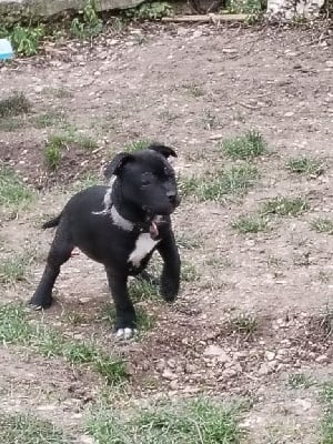 Les chiots de Staffordshire Bull Terrier