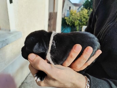 Les chiots de Staffordshire Bull Terrier