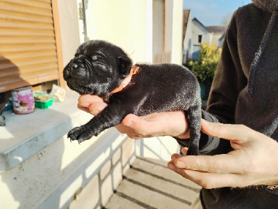 Les chiots de Staffordshire Bull Terrier