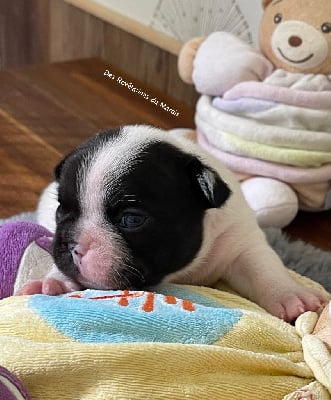 Les chiots de Bouledogue français