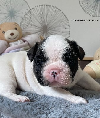 Les chiots de Bouledogue français