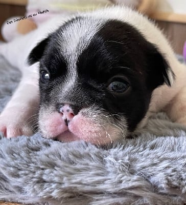 Les chiots de Bouledogue français