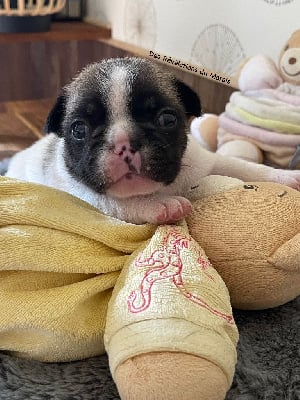 Les chiots de Bouledogue français