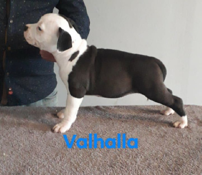 Les chiots de American Staffordshire Terrier