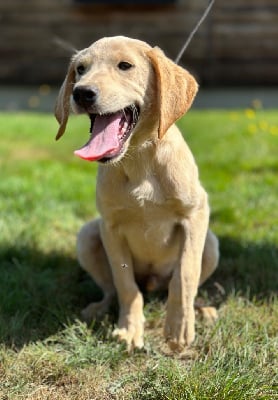 Les chiots de Labrador Retriever