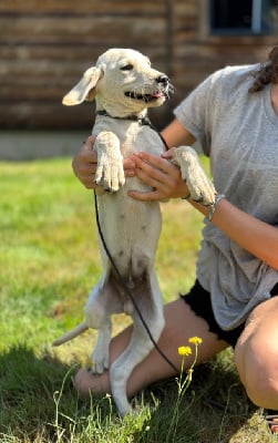 Les chiots de Labrador Retriever